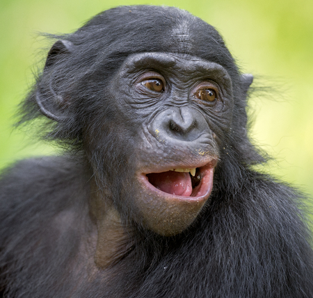 The close up portrait of Bonobo (Pan Paniscus) on the green natural background. Democratic Republic of Congo. Africaの写真素材