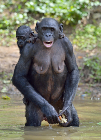 Bonobo standing on her legs in water with a cub on a back.  The Bonobo ( Pan paniscus). Democratic Republic of Congo. Africaの写真素材