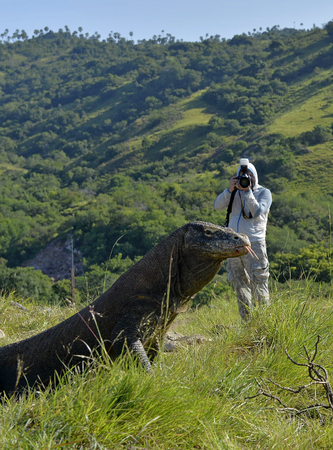 The photographer shooting a Komodo Dragon on island Rinca.The Komodo dragon, Varanus komodoensis, is the biggest living lizard in the world, Indonesia.の写真素材
