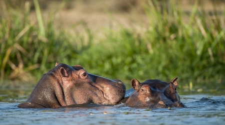 Two common hippopotamus in the water. The common hippopotamus (Hippopotamus amphibius), or hippo. Africaの写真素材