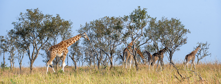 The giraffes walks on savanna. Uganda. Queen Elizabeth National Park. Uganda. Africa.の写真素材