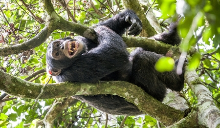 Close up portrait of chimpanzee ( Pan troglodytes ) resting on the tree in the jungle. Kibale forest...