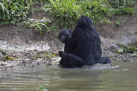 Bonobos mating in the pond. The Bonobo ( Pan paniscus). Democratic Republic of Congo. Africaの写真素材