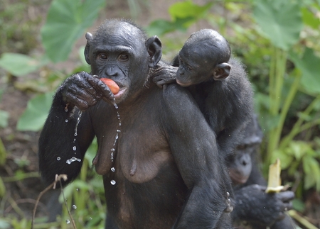 Eating female Bonobo with a cub on a back. The Bonobo ( Pan paniscus). Democratic Republic of Congo. Africaの写真素材