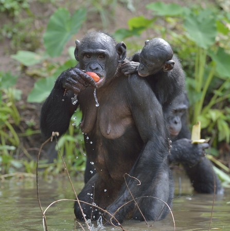 Eating female Bonobo with a cub on a back. The Bonobo ( Pan paniscus). Democratic Republic of Congo. Africaの写真素材