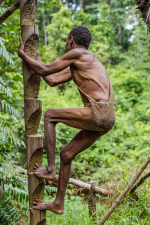 WILD JUNGLE, IRIAN JAYA, NEW GUINEA, INDONESIA - JUNE 10, 2016: Papuan of Korowai tribe climbs into the house on a tree. Tribe of Korowai (Kombai, Kolufo). June 10, 2016, New Guineaのeditorial素材
