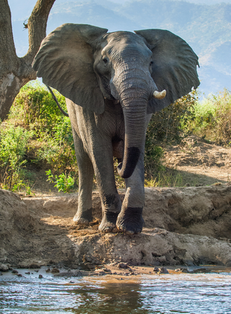 The Angry African bush elephant (Loxodonta africana) on the river bank. Sunset lightの写真素材
