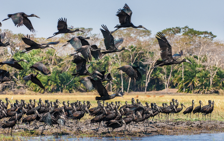 African Open-billed Stork (Anastomus lamelligerus)の写真素材