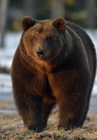 Close-up Portrait of Adult Male of Brown Bear (Ursus arctos) in sunset light. Spring forestの写真素材