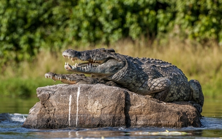 Mating Nile crocodile (Crocodylus niloticus). Two crocodiles , having opened mouth from a heat to graze, sit on one big stone in the middle of sources of Nile.の写真素材