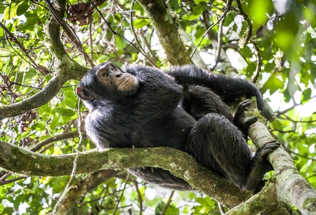 Close up portrait of chimpanzee ( Pan troglodytes ) resting on the tree in the jungle. Kibale forest in Ugandaの写真素材