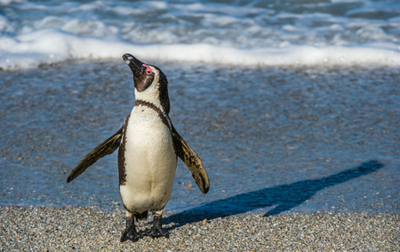 African penguins  on the sandy beach in sunset light. African penguin ( Spheniscus demersus) also known as the jackass penguin and black-footed penguin. Boulders colony. Cape Town. South Africaの写真素材