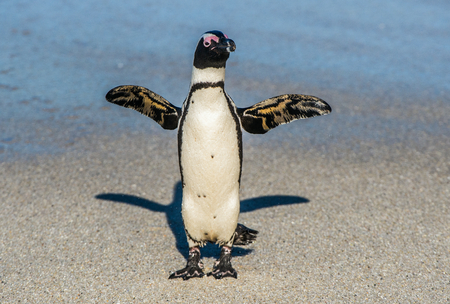 African penguins  on the sandy beach in sunset light. African penguin ( Spheniscus demersus) also known as the jackass penguin and black-footed penguin. Boulders colony. Cape Town. South Africaの写真素材