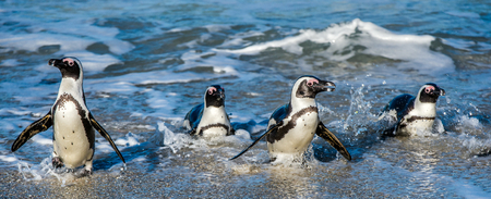 African penguins walk out of the ocean in the foam of the surf. African penguin ( Spheniscus demersus) also known as the jackass penguin and black-footed penguin. Boulders colony.  South Africaの写真素材