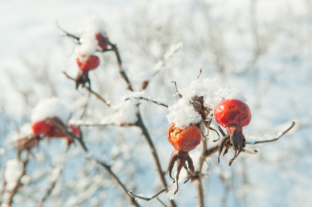 Red berries of a dogrose on snow-covered branches at  winter dayの写真素材