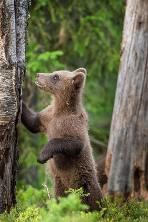 Cub of Brown bear (Ursus Arctos Arctos) in the summer forest. Natural green Backgroundの写真素材