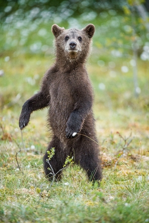 Bear cub stood up on its hind legs. Cub of Brown bear (Ursus Arctos Arctos) in the summer forest. Natural green Backgroundの写真素材