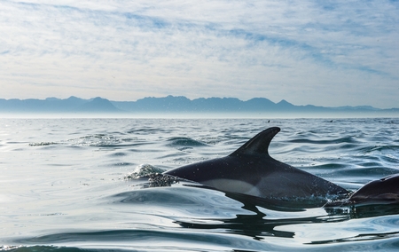 Group of dolphins, swimming in the ocean and hunting for fish. Dolphins swim and jumping from the water. The Long-beaked common dolphin (scientific name: Delphinus capensis) in atlantic ocean.の素材 [FY31064131589]