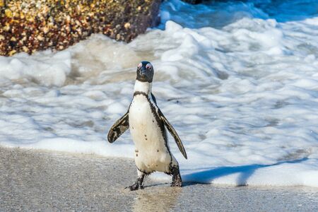 African penguin walk out of the ocean in the foam of the surf. African penguin ( Spheniscus demersus) also known as the jackass penguin and black-footed penguin. Boulders colony. South Africaの写真素材