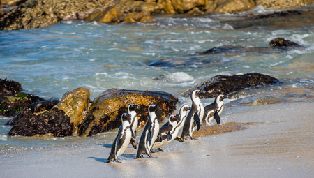 African penguins walk out of the ocean on the sandy beach. African penguin ( Spheniscus demersus) also known as the jackass penguin and black-footed penguin. Boulders colony. Cape Town. South Africaの写真素材