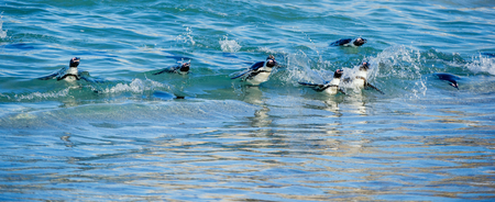 African penguins swim in the blue water of the ocean and foam of the surf.African penguin (Spheniscus demersus) also known as the jackass penguin and black-footed penguin.Boulders colony. South Africaの写真素材