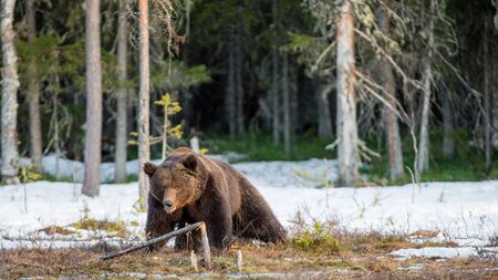 Wild Adult Brown Bear (Ursus arctos) on a bog in spring forest.