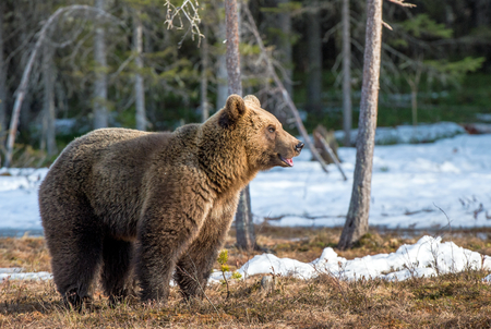 Wild Adult Brown Bear (Ursus arctos) on a bog in spring forest.の写真素材