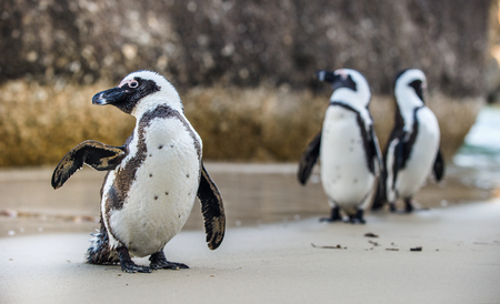 African penguin  on the sandy beach. African penguin ( Spheniscus demersus) also known as the jackass penguin and black-footed penguin. Boulders colony. Cape Town. South Africaの写真素材