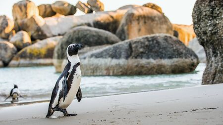African penguin  on the sandy beach. African penguin ( Spheniscus demersus) also known as the jackass penguin and black-footed penguin. Boulders colony. Cape Town. South Africaの写真素材