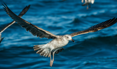 Flying Juvenile Kelp gull (Larus dominicanus), also known as the Dominican gull and Black Backed Kelp Gull. Natural blue water background of ocean . False Bay, South Africaの写真素材