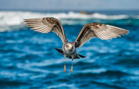 Flying Juvenile Kelp gull (Larus dominicanus), also known as the Dominican gull and Black Backed Kelp Gull. Natural blue ocean water background. False Bay, South Africaの写真素材