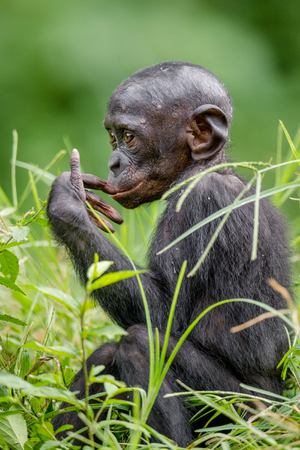 Bonobo in natural habitat. Green natural background. The Bonobo ( Pan paniscus), called the pygmy chimpanzee. Democratic Republic of Congo. Africaの写真素材