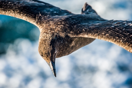 Great Skua ( Catharacta skua ) in flight on blue ocean water backgroundの写真素材
