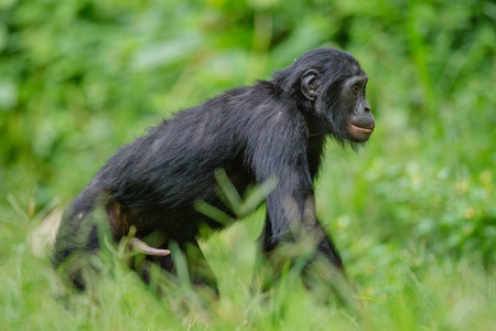 Bonobo male walk in natural habitat on Green natural background. The Bonobo ( Pan paniscus), called the pygmy chimpanzee. Democratic Republic of Congo. Africaの写真素材