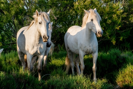 White Camargue Horses in sunset light on the dark green natural background.の写真素材
