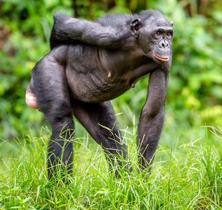 Adult female of Bonobo on the Green natural background in natural habitat. The Bonobo ( Pan paniscus), called the pygmy chimpanzee. Democratic Republic of Congo. Africaの写真素材