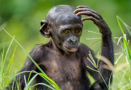 Close up Portrait of Bonobo Cub  in natural habitat. Green natural background. The Bonobo ( Pan paniscus), called the pygmy chimpanzee. Democratic Republic of Congo. Africaの写真素材