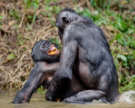Bonobo mating in the pond. The Bonobo ( Pan paniscus), Democratic Republic of Congo. Africaの写真素材