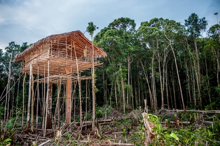 Traditional Koroway house perched in a tree above the ground. Korowai Treetop House Deep Inside the Forest. Papua, Indonesiaの写真素材