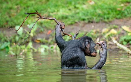 Bonobo in the water. Natural habitat. Green natural background. The Bonobo (Pan paniscus), called the pygmy chimpanzee. Democratic Republic of Congo. Africaの写真素材