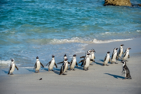 African penguins walk out of the ocean on the sandy beach. African penguin (Spheniscus demersus) also known as the jackass penguin and black-footed penguin. Boulders colony. Cape Town. South Africaの写真素材