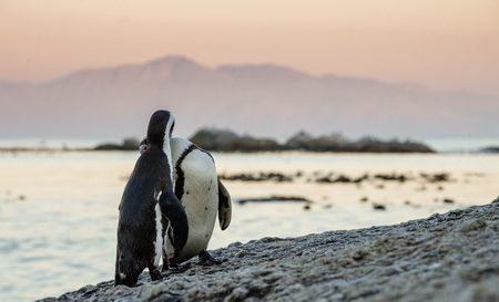 Kissing Penguins. African penguins during mating season. African penguin ( Spheniscus demersus) also as the jackass penguin and black-footed penguin. Boulders colony. South Africaの写真素材