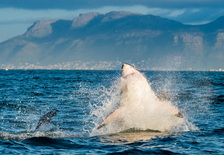 Great White Shark (Carcharodon carcharias) breaching in an attack. Hunting of a Great White Shark (Carcharodon carcharias). South Africaの写真素材