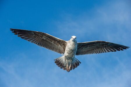 Flying Juvenile  Kelp gull (Larus dominicanus), also known as the Dominican gull and Black Backed...
