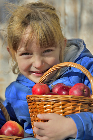 Child picking apples on a farm in autumn. Little girl playing in apple tree orchard. Kids pick fruit in a basket. Outdoor fun for children. Healthy nutrition.の写真素材