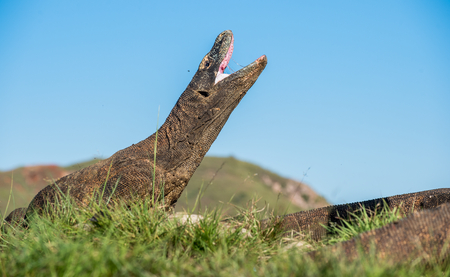 The Komodo dragon ( Varanus komodoensis ) raised the head and opened a mouth. It is the biggest living lizard in the world. Island Rinca. Indonesia.の写真素材