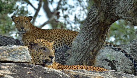 Leopards on a stone. The Sri Lankan leopard (Panthera pardus kotiya) male and femaleの写真素材
