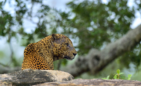 Old Leopard male with scars on the face. The Sri Lankan leopard (Panthera pardus kotiya) male.の写真素材