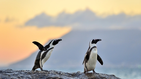 African penguins (spheniscus demersus) The African penguin on the shore in  evening twiliの写真素材