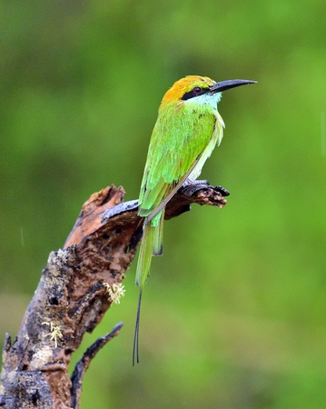 Bee-eater on the branch. Natural green background.The Green Bee-eater / Merops orientalis, (sometimes Little Green Bee-eater). Sri Lanka.の写真素材